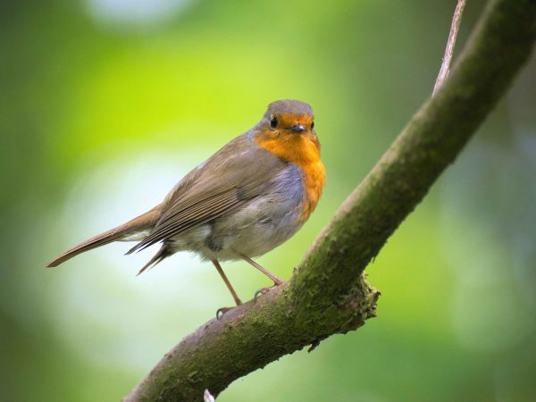 Birding Petritegin