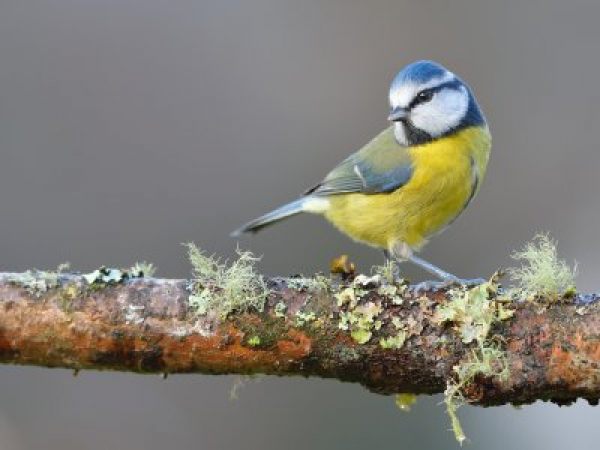 Pájaros y murciélagos en Petritegi